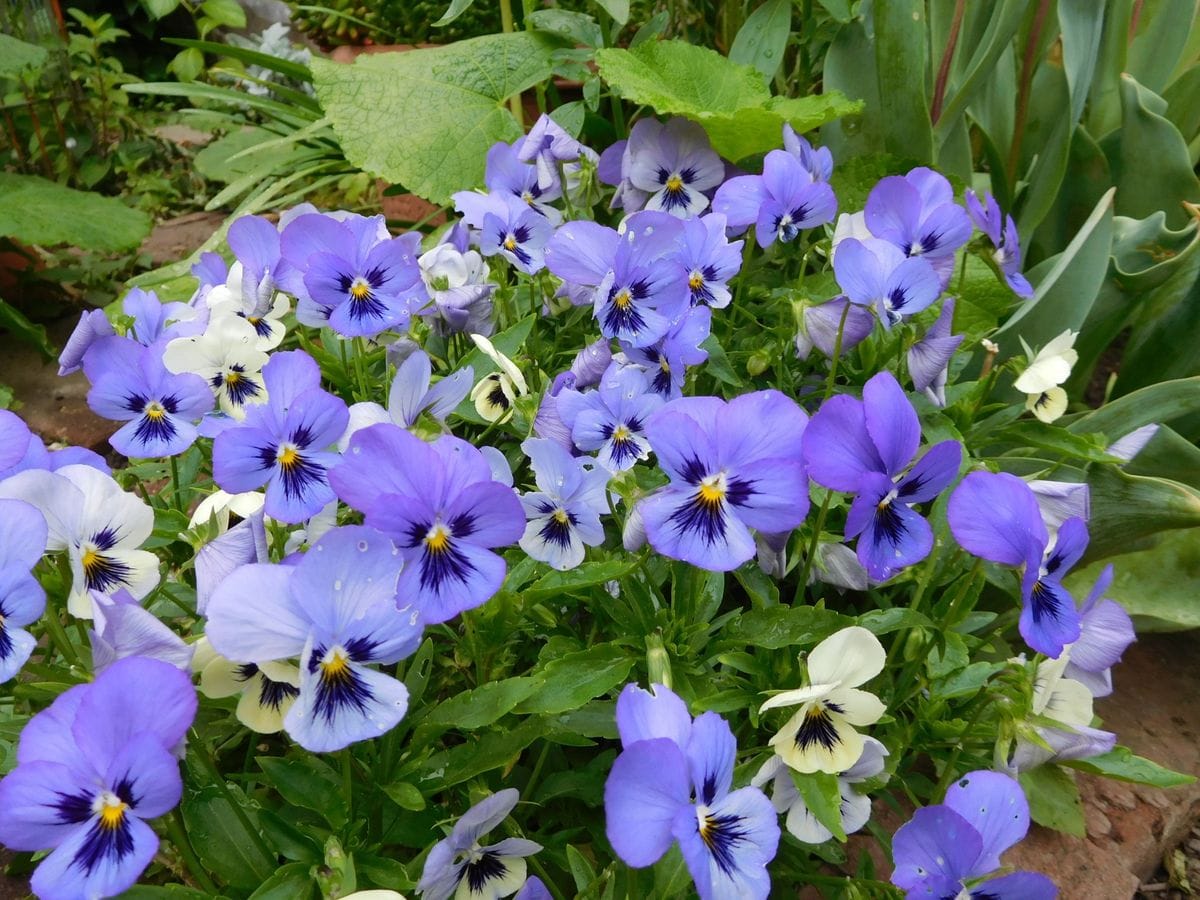 初夏の花と春の花