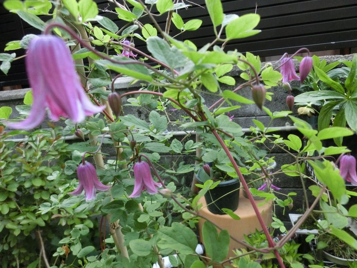 今朝の初花