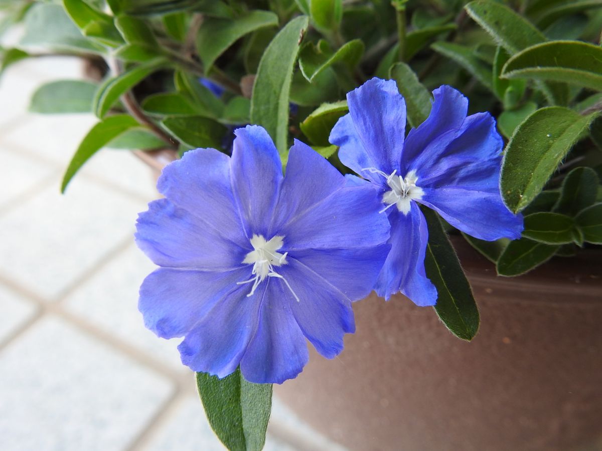 初夏の青花たち