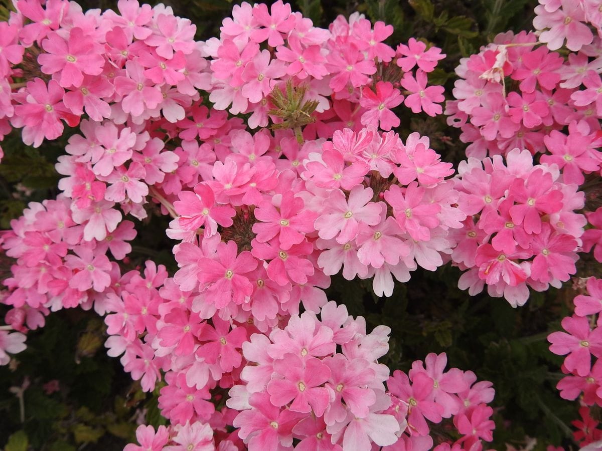 初夏の桃花たち