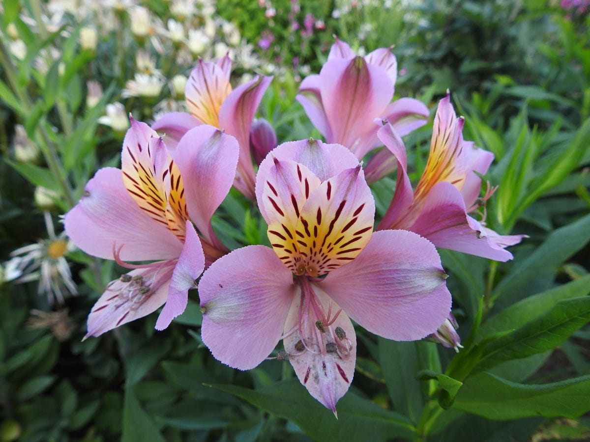 初夏の桃花たち