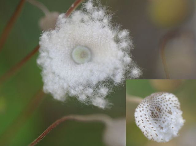 秋明菊の種