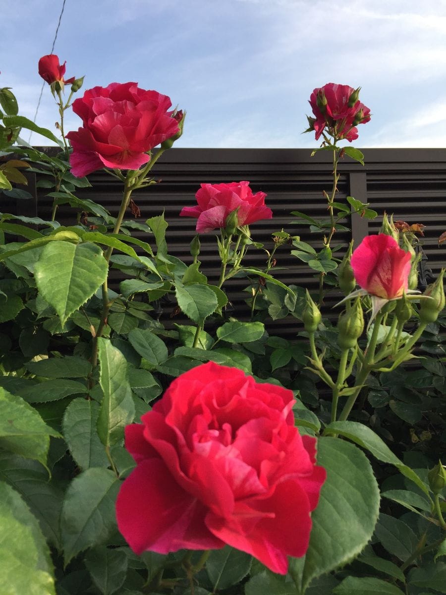 今日の薔薇