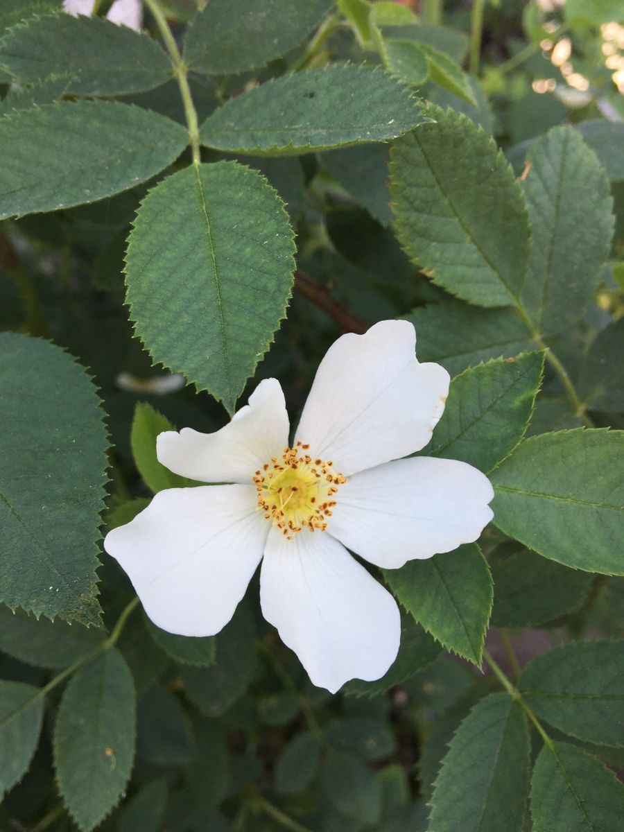 今日の薔薇     ２