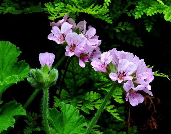 今日の花便り