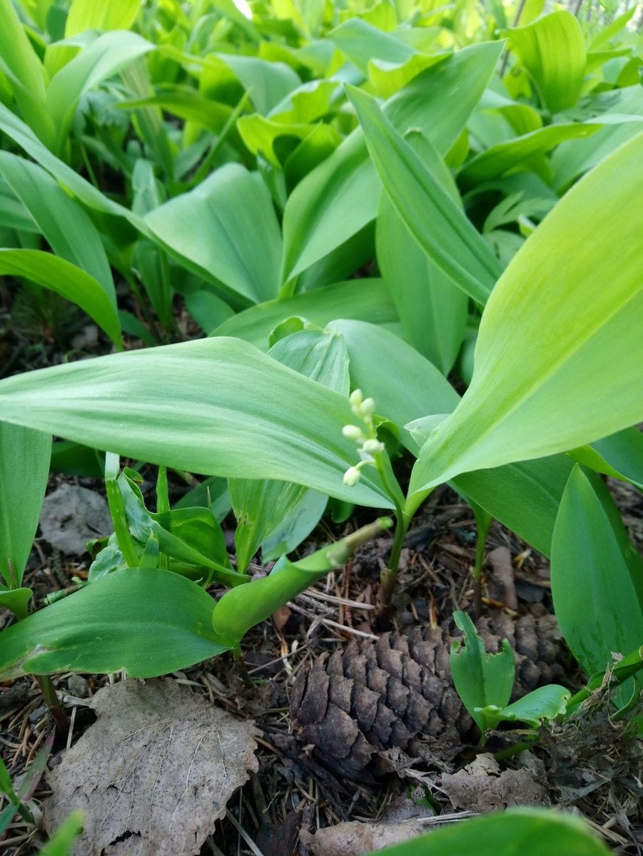 菜園の帰りのおまけ