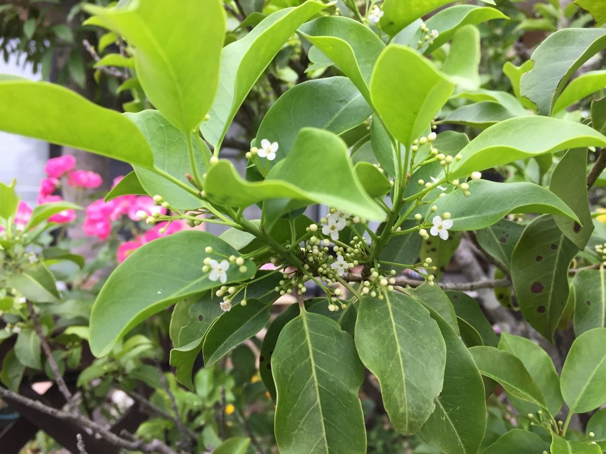 小花好きですー。寄せ植えに。(๑･̑◡･̑๑)