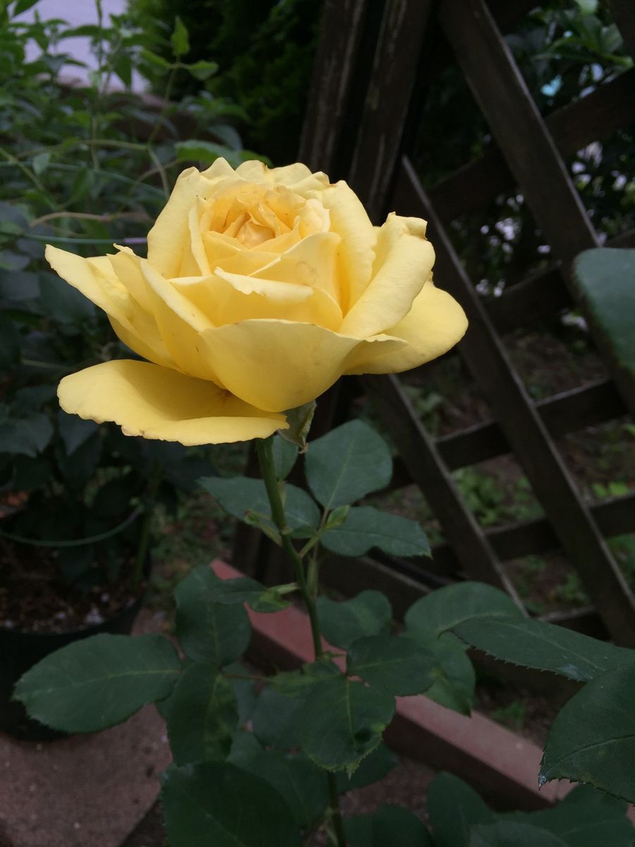 小花好きですー。寄せ植えに。(๑･̑◡･̑๑)