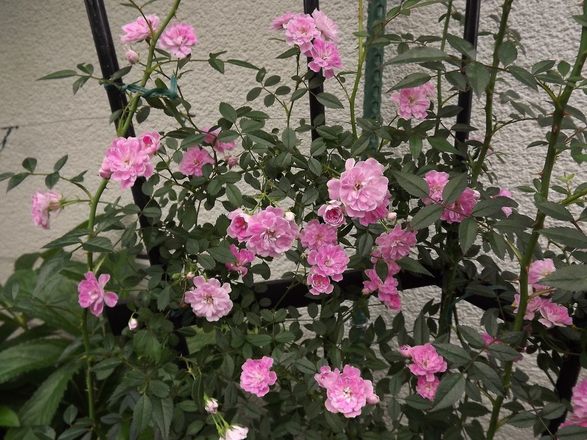 花菖蒲、紫陽花が咲きました。