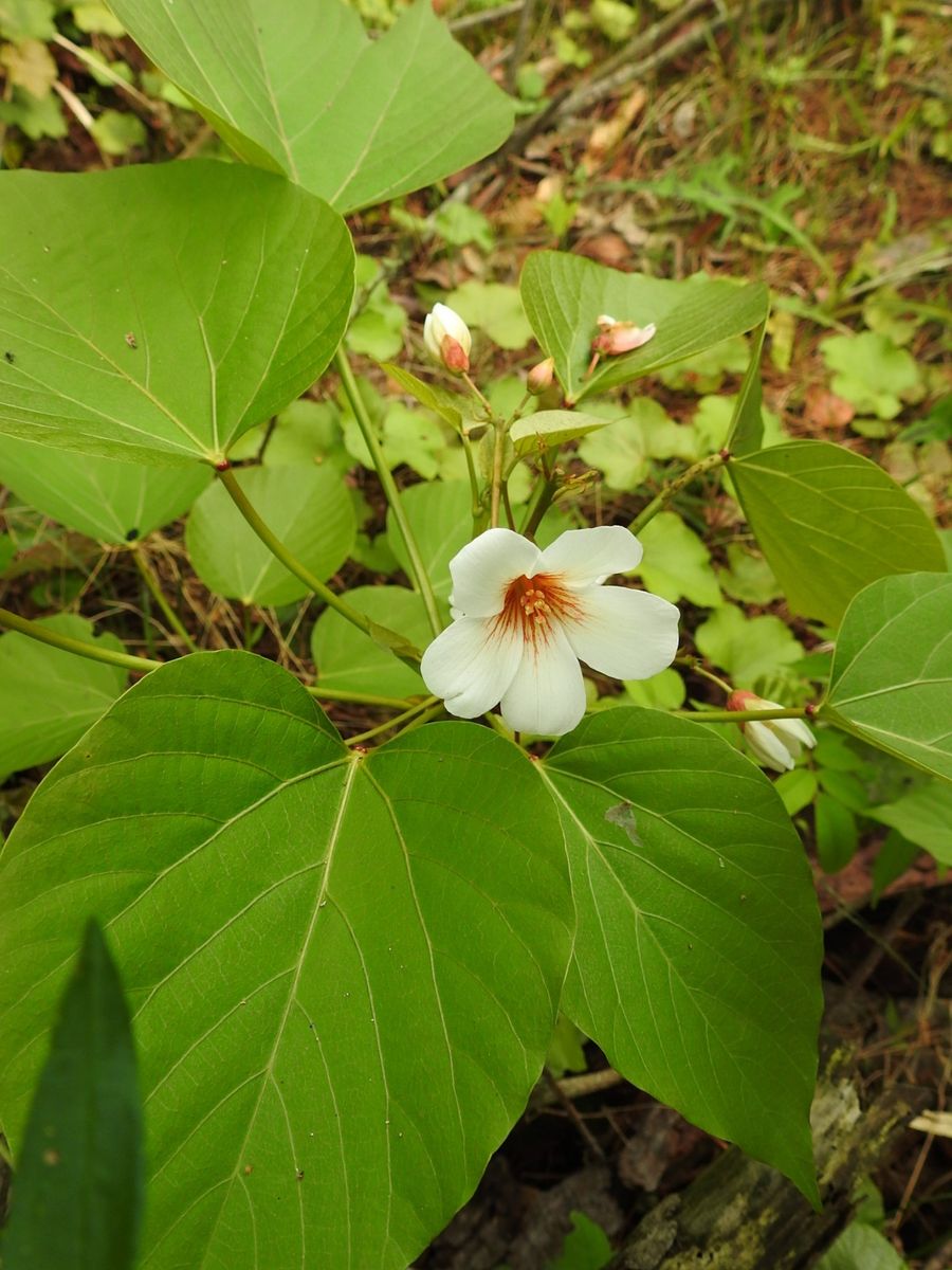 これ、何の花？