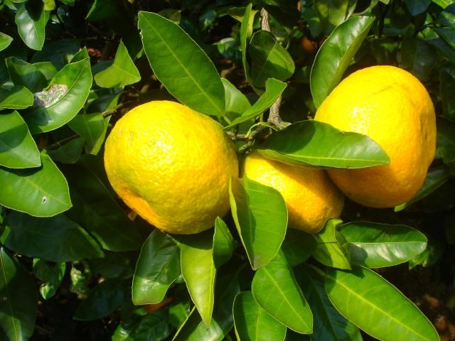 お茶の花　皇帝ダリア　ミカンの実