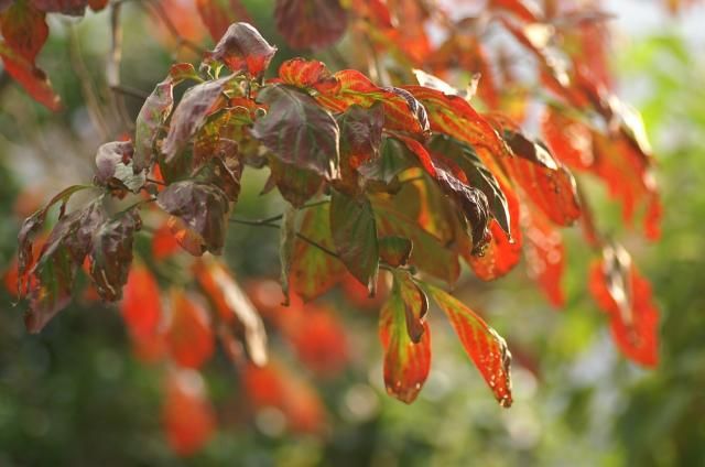 我が家の紅葉