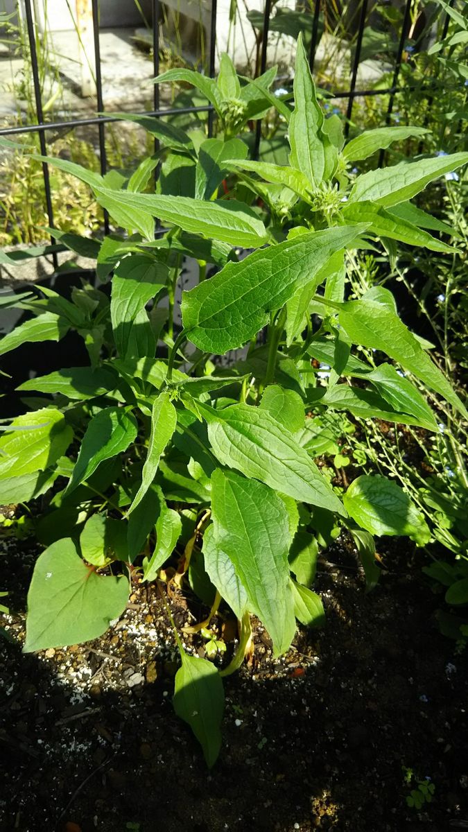 新緑の成長シリーズ🌿(カスミソウ他)