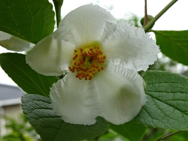 今日は素敵な白い花