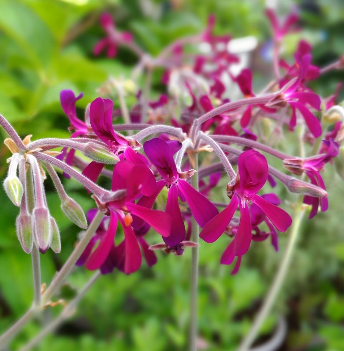 今日の花