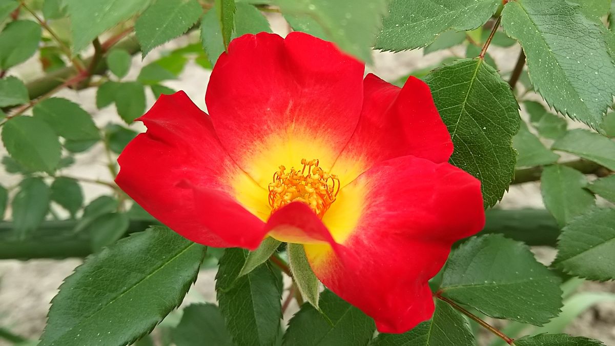 カクテルがやっと開花