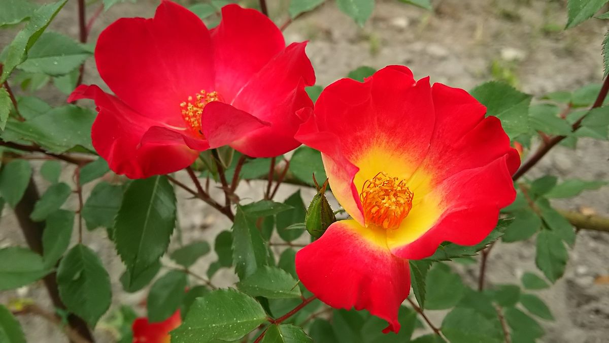 カクテルがやっと開花