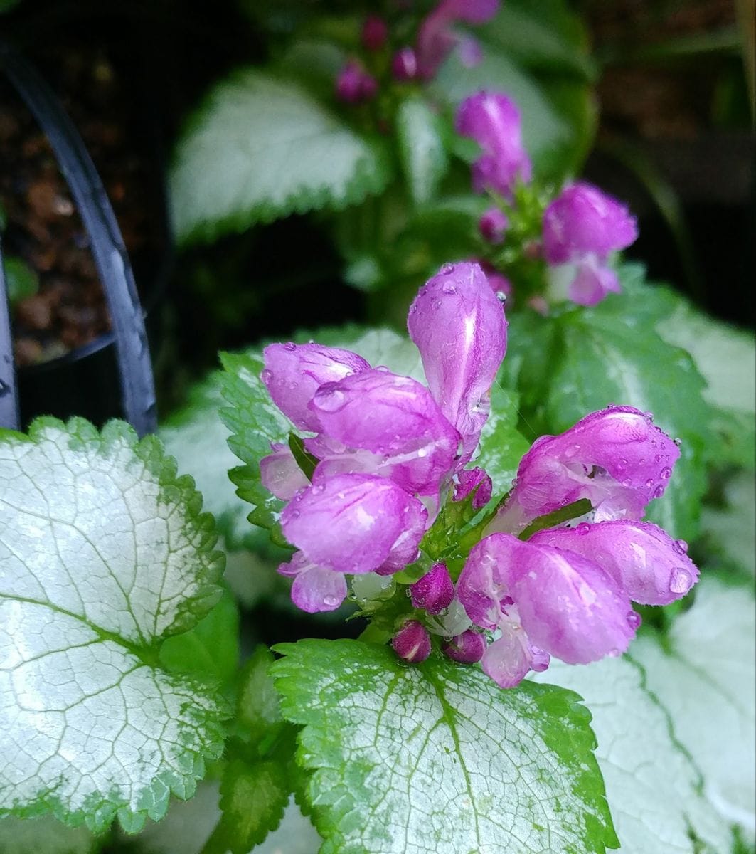 雨が上がれば🌈