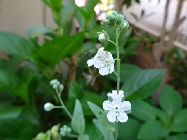 今日は楚々とした花で・・・。