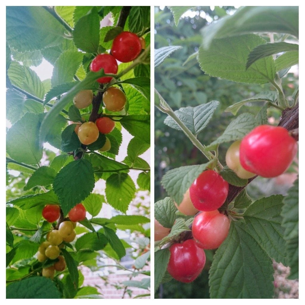 空が青い！実が赤い！！姫は白？