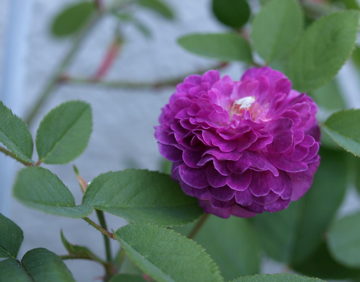 薔薇の理想の咲き方