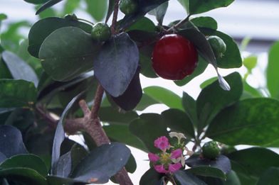 【植物図鑑】アセロラなど11種類の植物情報追加