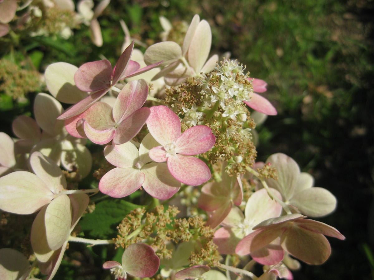 畑の花