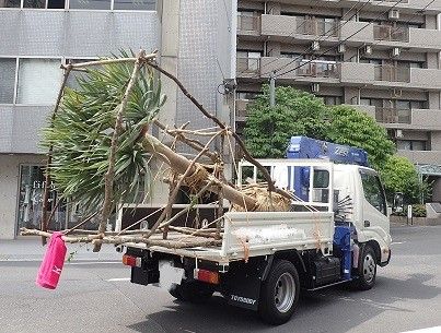 リュウケツジュ　登場