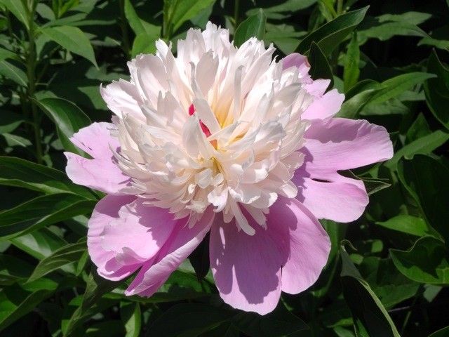 芍薬が開きました