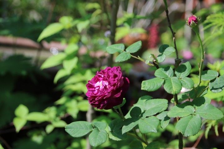 私の愛しいバラ達🌹😌