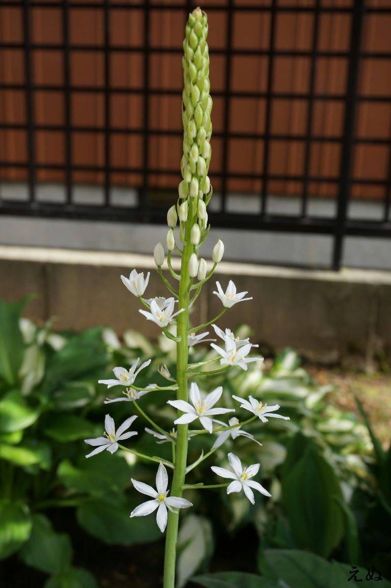 植えっぱなし球根系