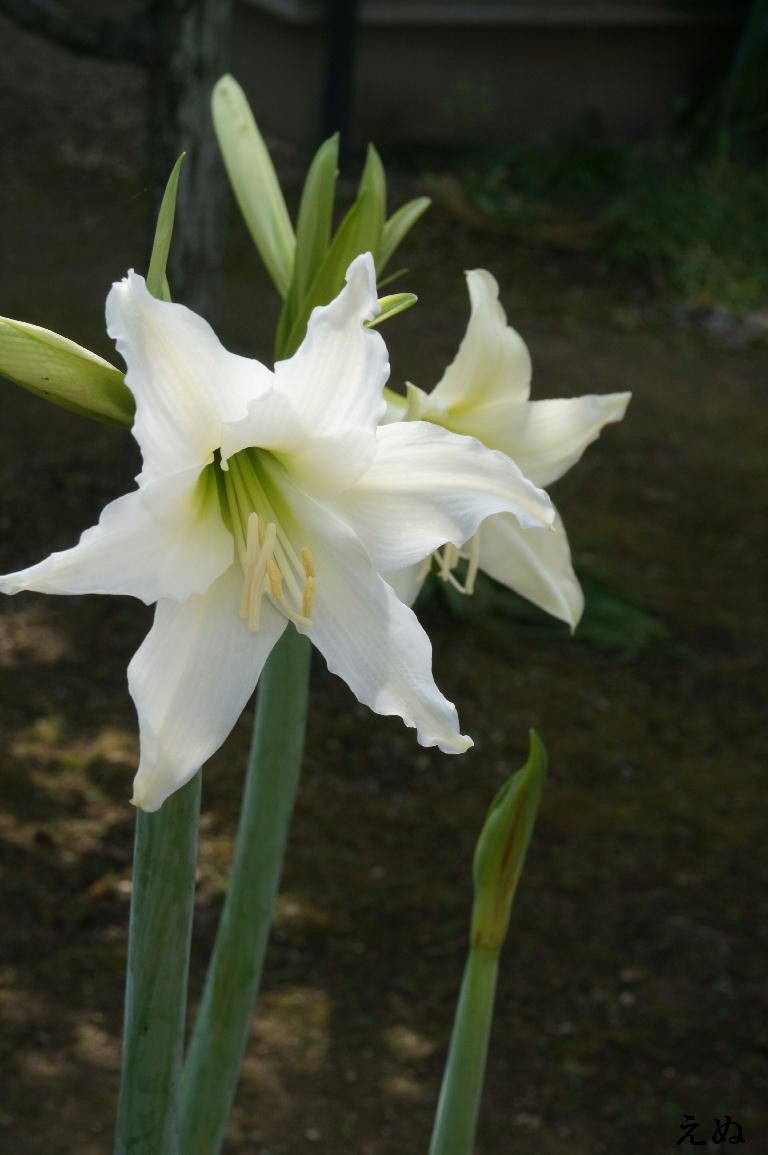 植えっぱなし球根系