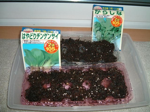 ミニ青梗菜とからしなの種まき