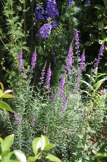 涼し気な花