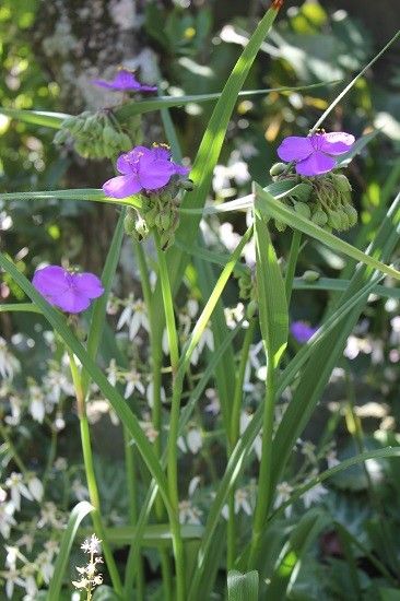 涼し気な花