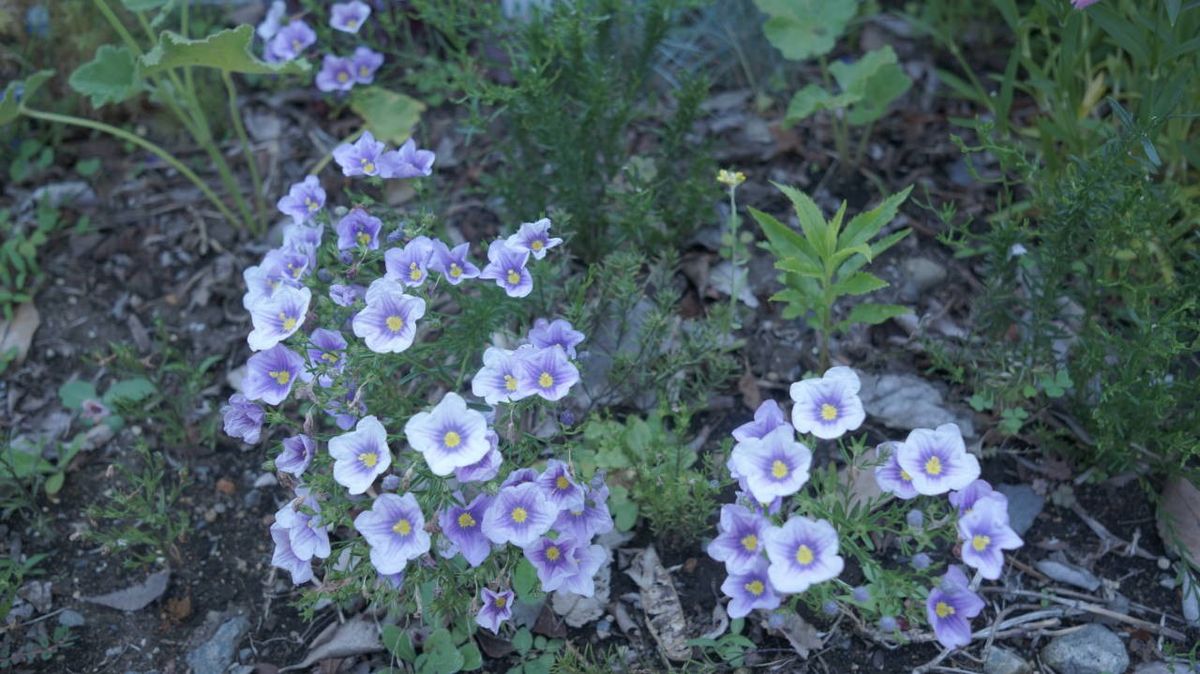 この花ナニ？　答えは…