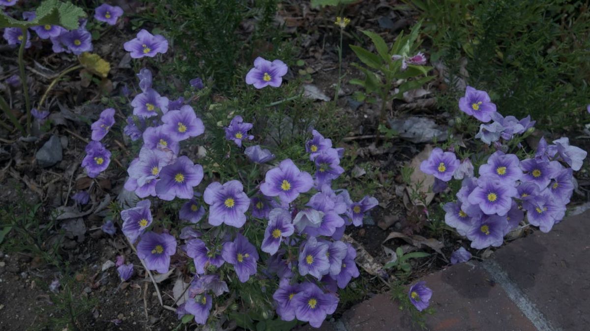 この花ナニ？　答えは…