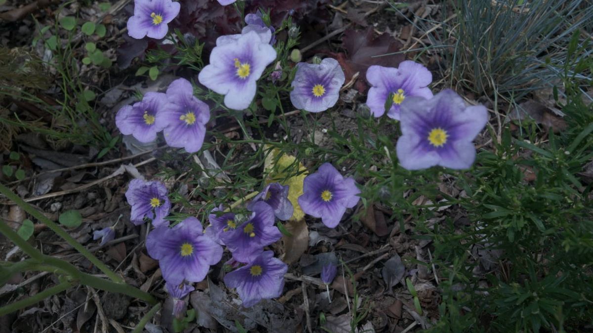 この花ナニ？　答えは…