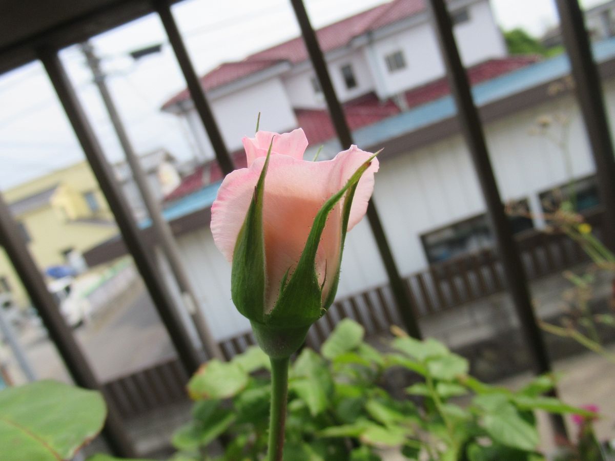 今日のバラさん