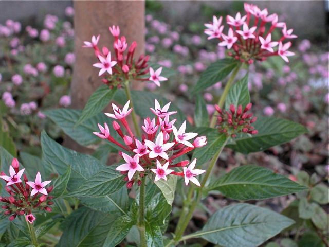 種まきパンジー開花