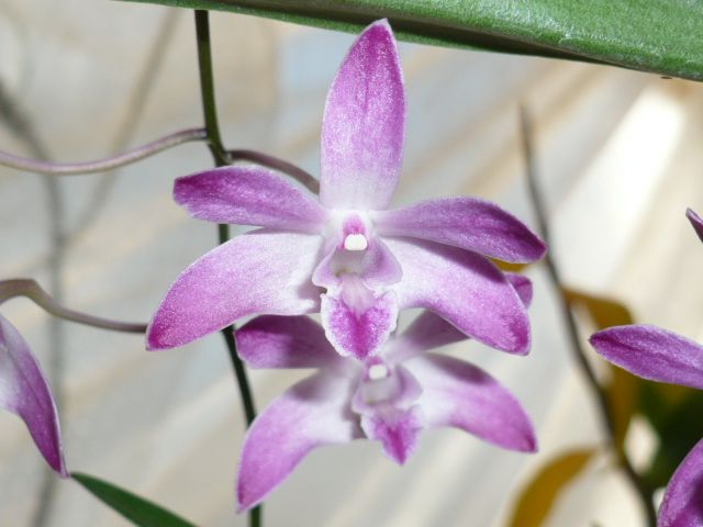 Den.Berry‘Oda’