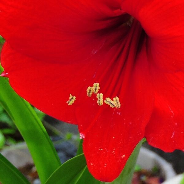 アマリリス一気に開花