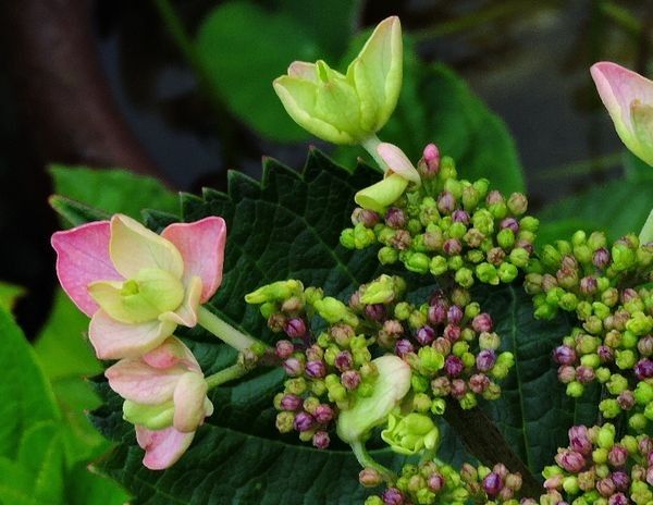 アマリリス一気に開花