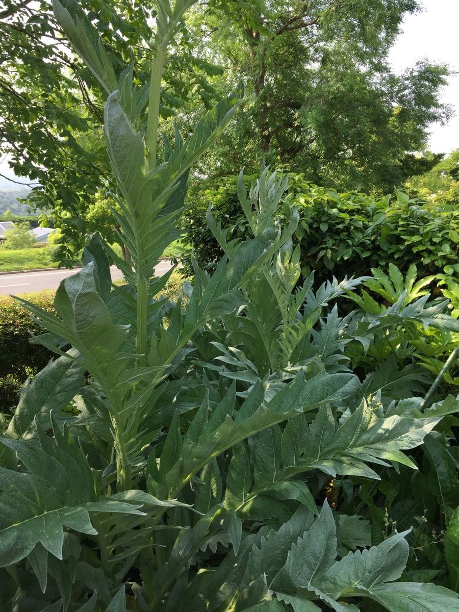 カルドンと気になる植物