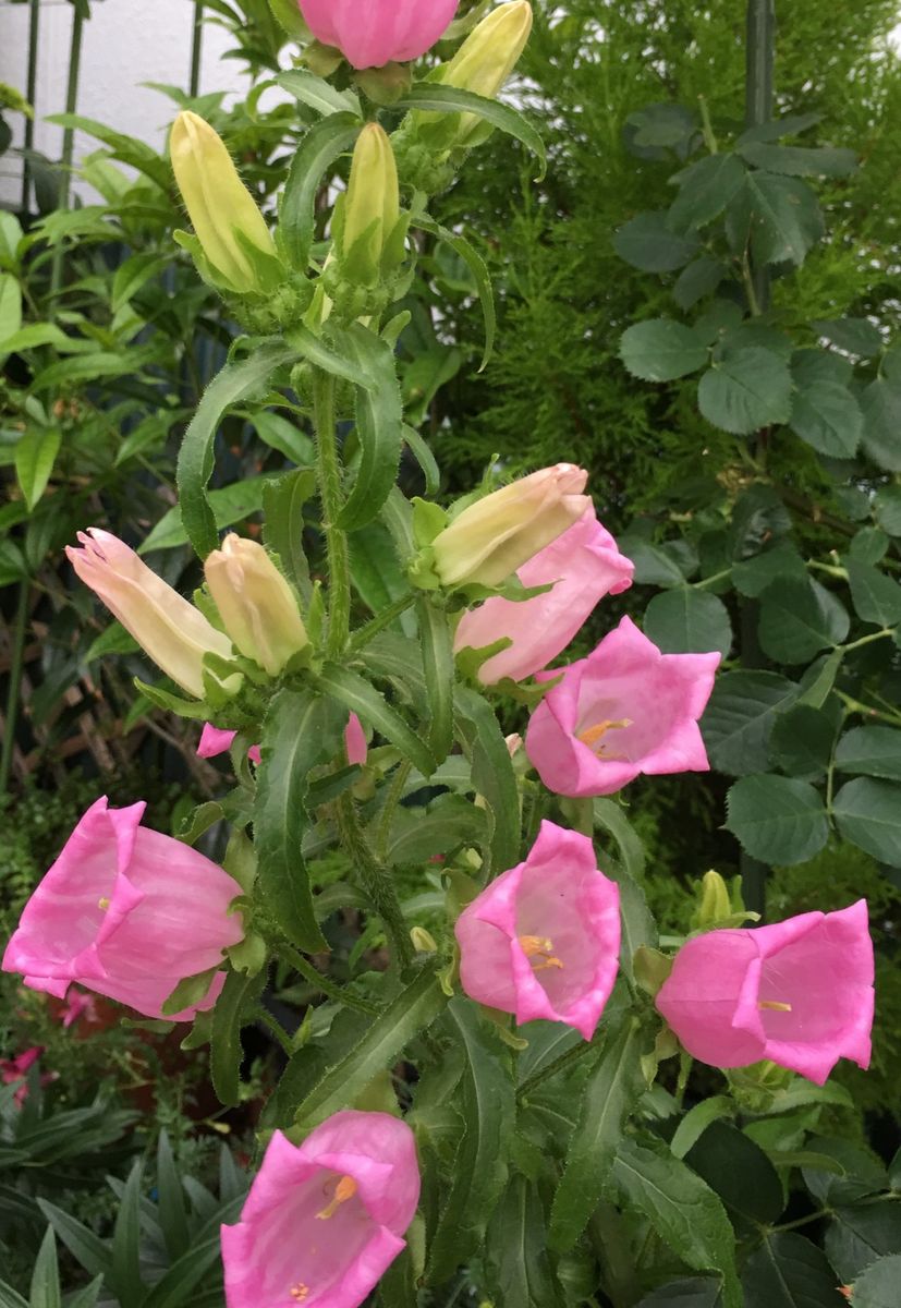 🌸二重のホタルブクロ咲き始めました〜💕