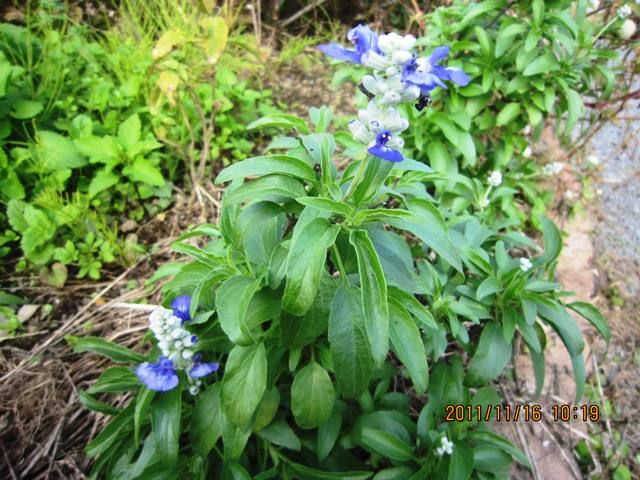 松の揉み上げ・芽切り