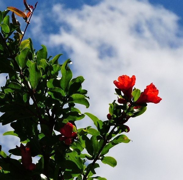 青空にザクロの花咲く