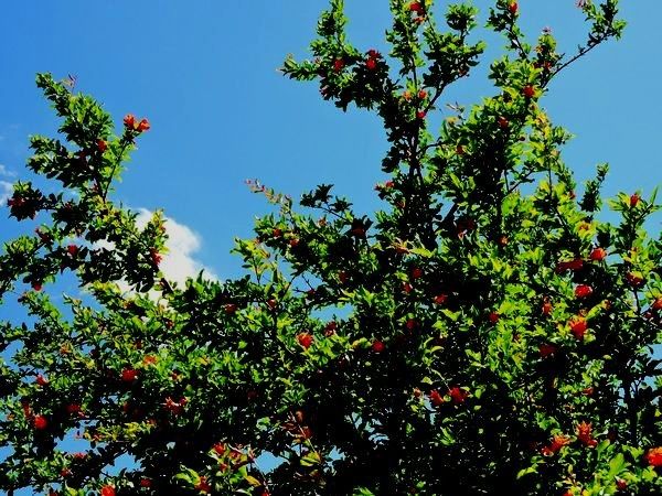 青空にザクロの花咲く