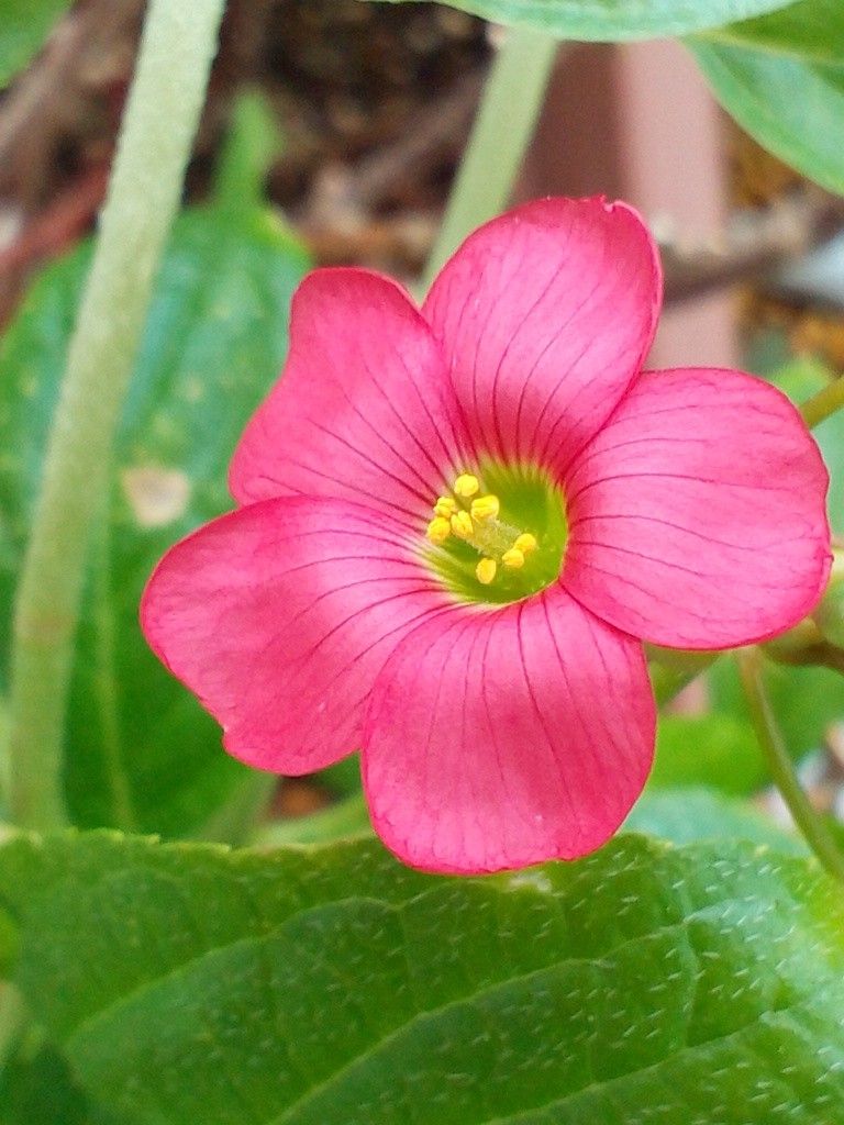 元気なお花達です(#≧∨≦#)