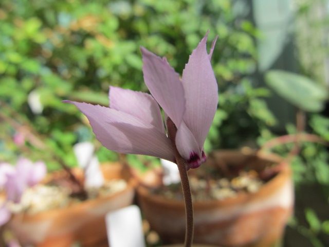 ニコラスの葉っぱと花♪原種シクラメン